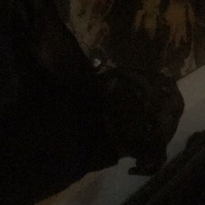 Meet your Posher, Sandy